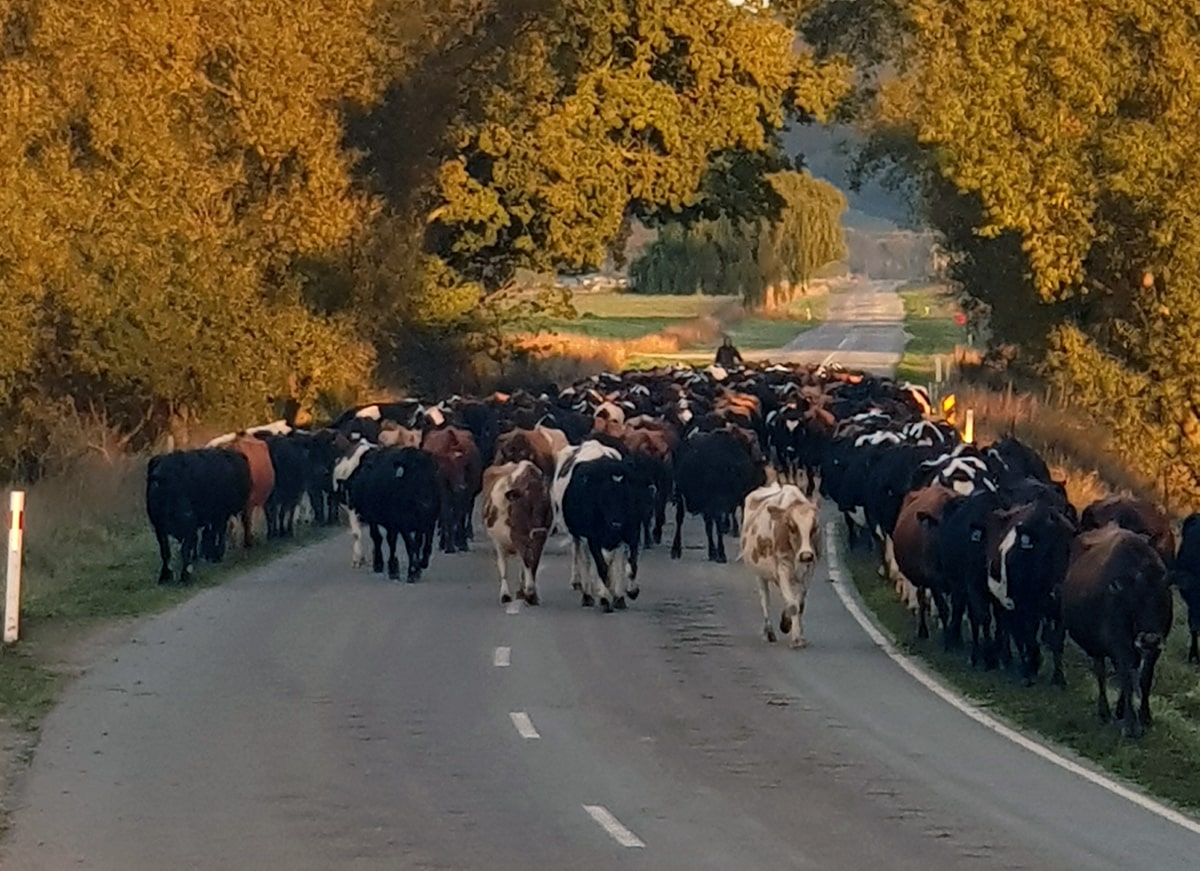 cows